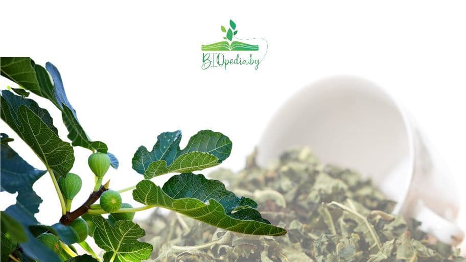 чай от смокинови листа